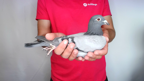 Pigeon image
