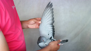 Pigeon image