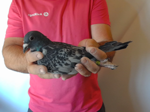 Pigeon image