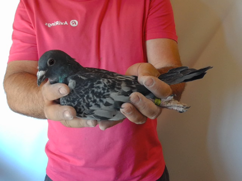 Pigeon image
