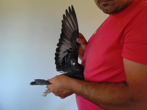 Pigeon image