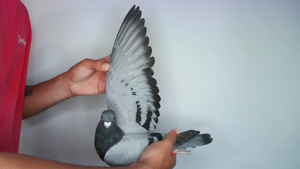 Pigeon image