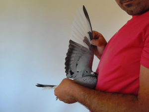 Pigeon image