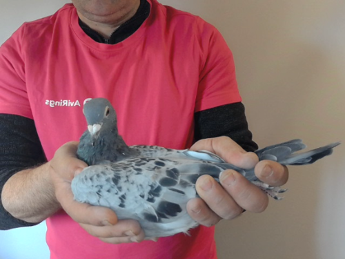Pigeon image