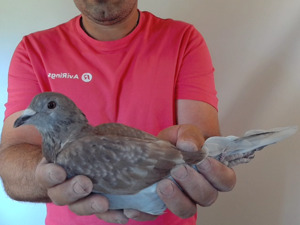 Pigeon image