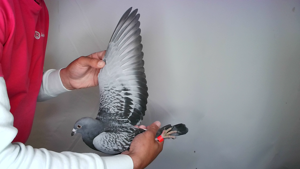 Pigeon image