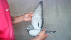 Pigeon image