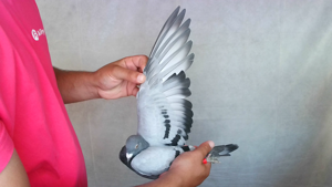 Pigeon image