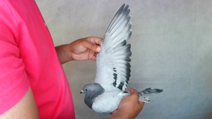 Pigeon image
