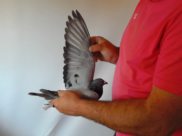 Pigeon image