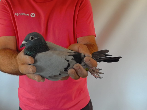 Pigeon image