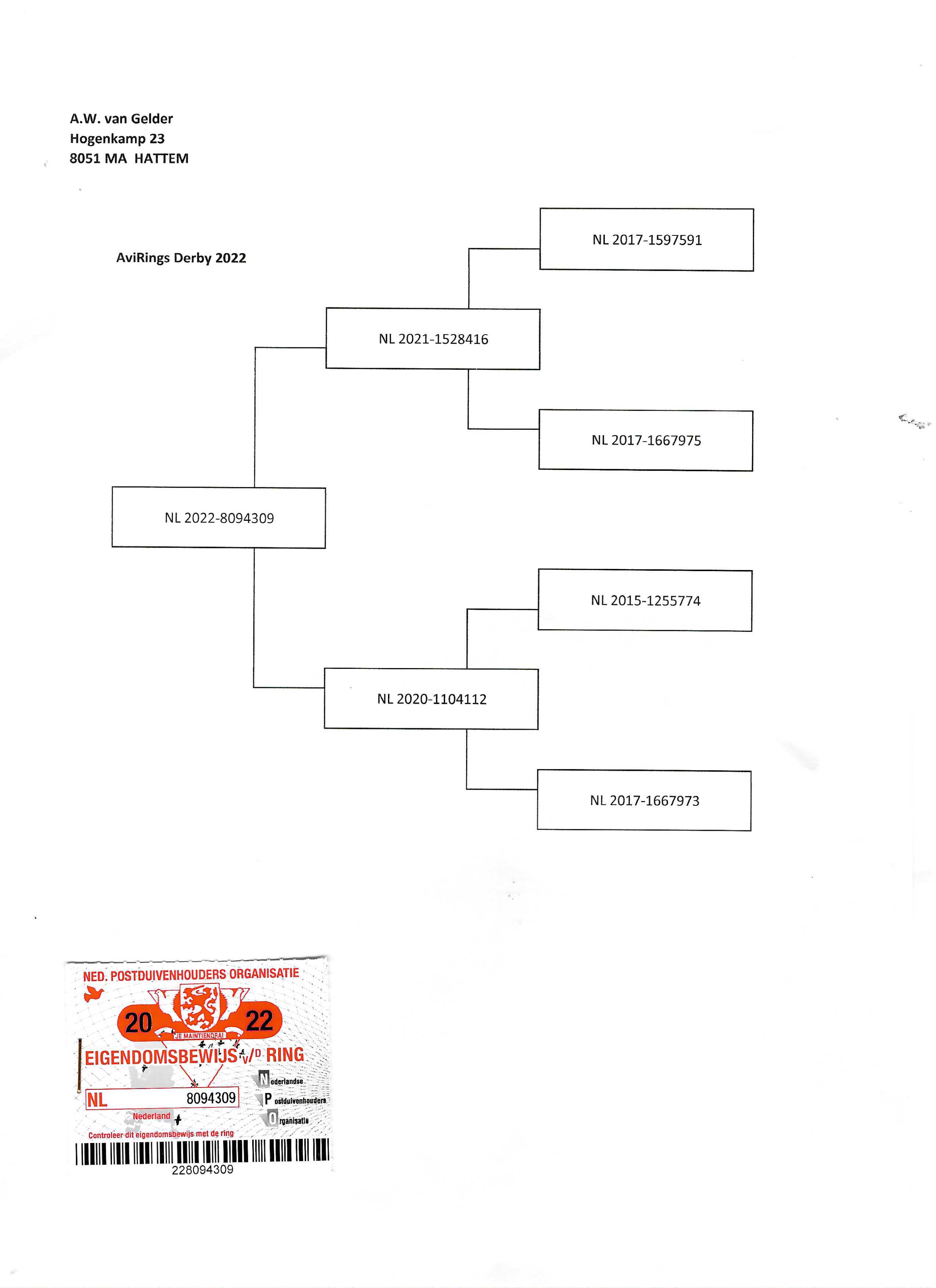 Pigeon pedigree image