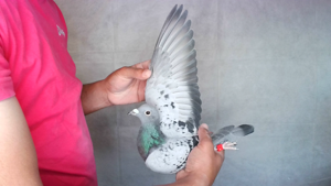 Pigeon image