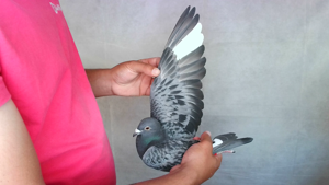 Pigeon image