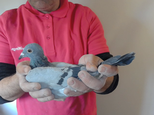 Pigeon image