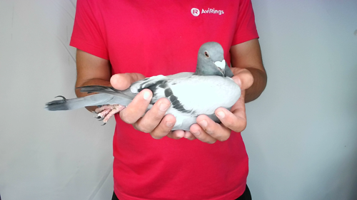 Pigeon image