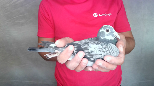 Pigeon image