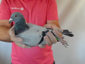 Pigeon image