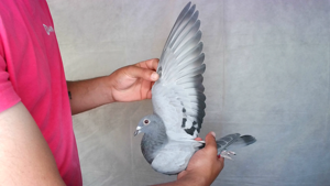 Pigeon image