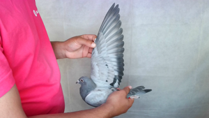 Pigeon image