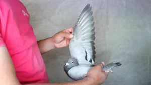 Pigeon image