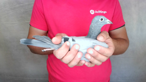 Pigeon image