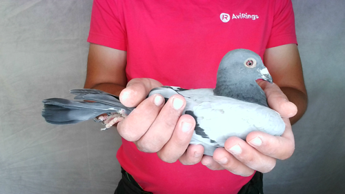Pigeon image