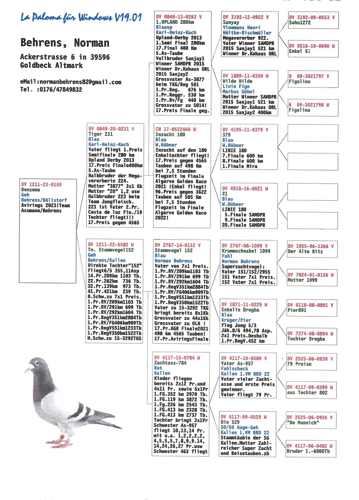 Pigeon pedigree image