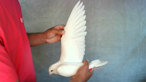 Pigeon image