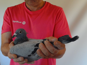 Pigeon image