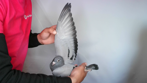 Pigeon image
