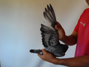 Pigeon image