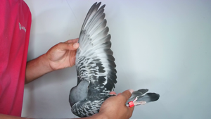 Pigeon image
