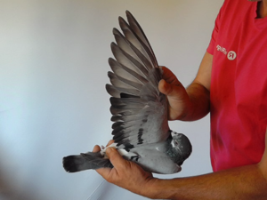 Pigeon image