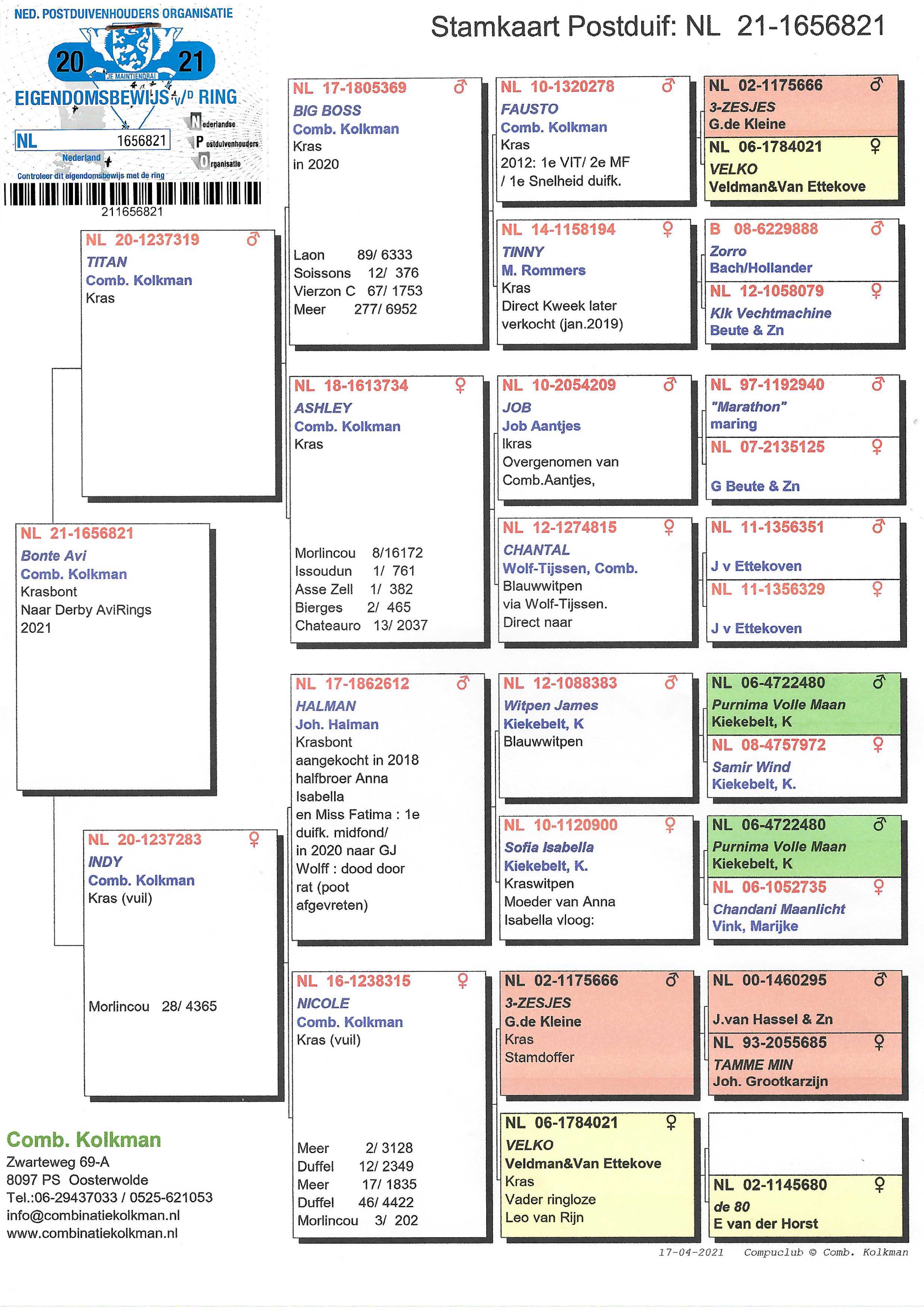 Pigeon pedigree image