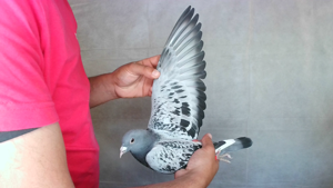 Pigeon image