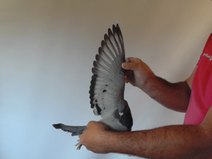 Pigeon image