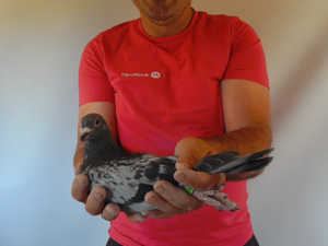 Pigeon image