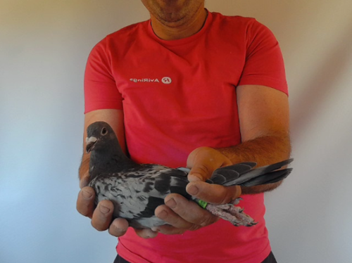 Pigeon image