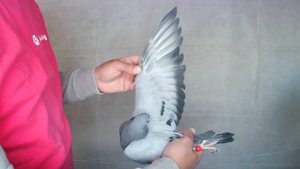 Pigeon image