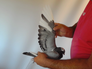Pigeon image