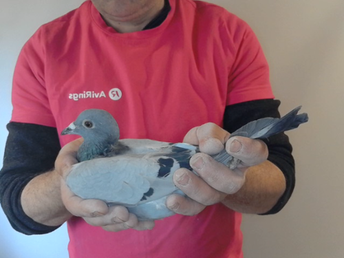 Pigeon image