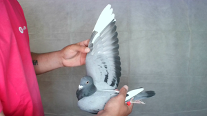 Pigeon image