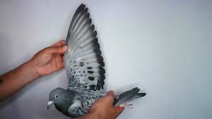 Pigeon image