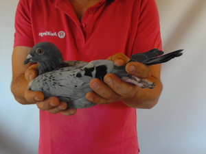Pigeon image