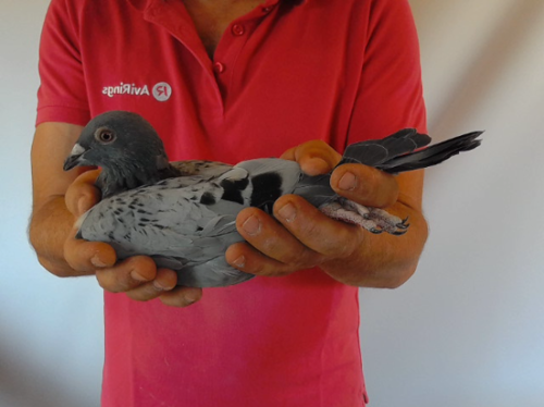 Pigeon image