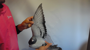 Pigeon image