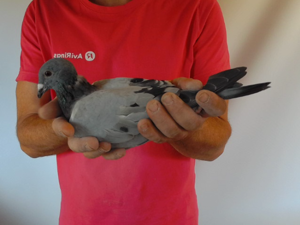 Pigeon image