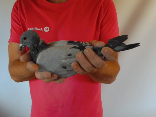 Pigeon image