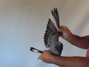 Pigeon image